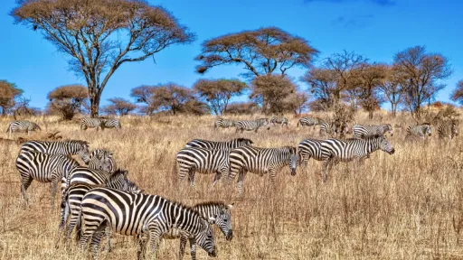 group zebras africa